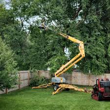 Best Tree Cabling and Bracing  in Forestville, MD