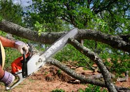 Best Storm Damage Tree Cleanup  in Forestville, MD