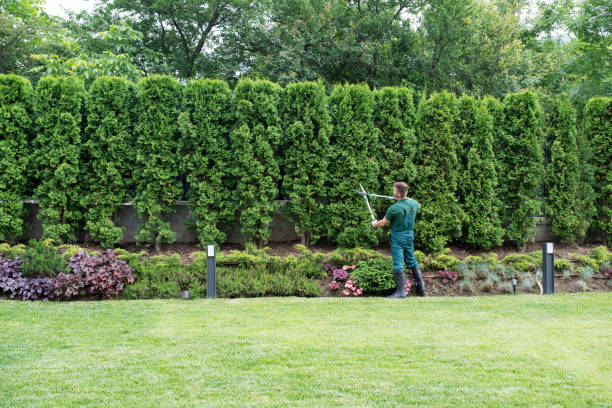 Best Tree Disease Treatment  in Forestville, MD