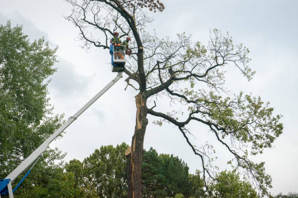 Best Tree Maintenance Programs  in Forestville, MD