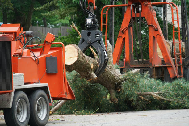 Best Tree Mulching  in Forestville, MD