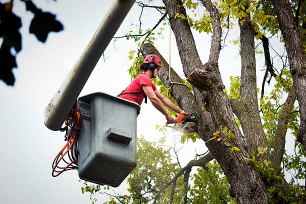 Best Root Management and Removal  in Forestville, MD