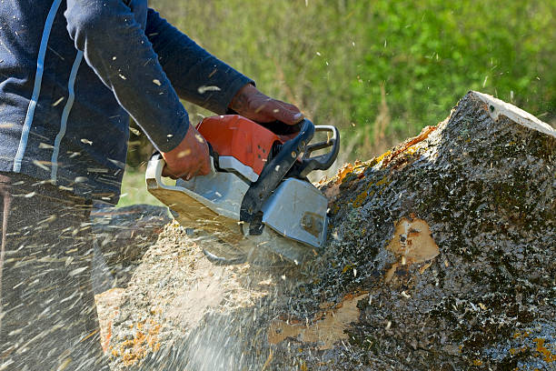 Best Lawn Renovation and Restoration  in Forestville, MD