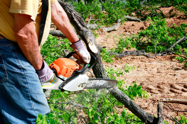 Best Lawn Watering Services  in Forestville, MD